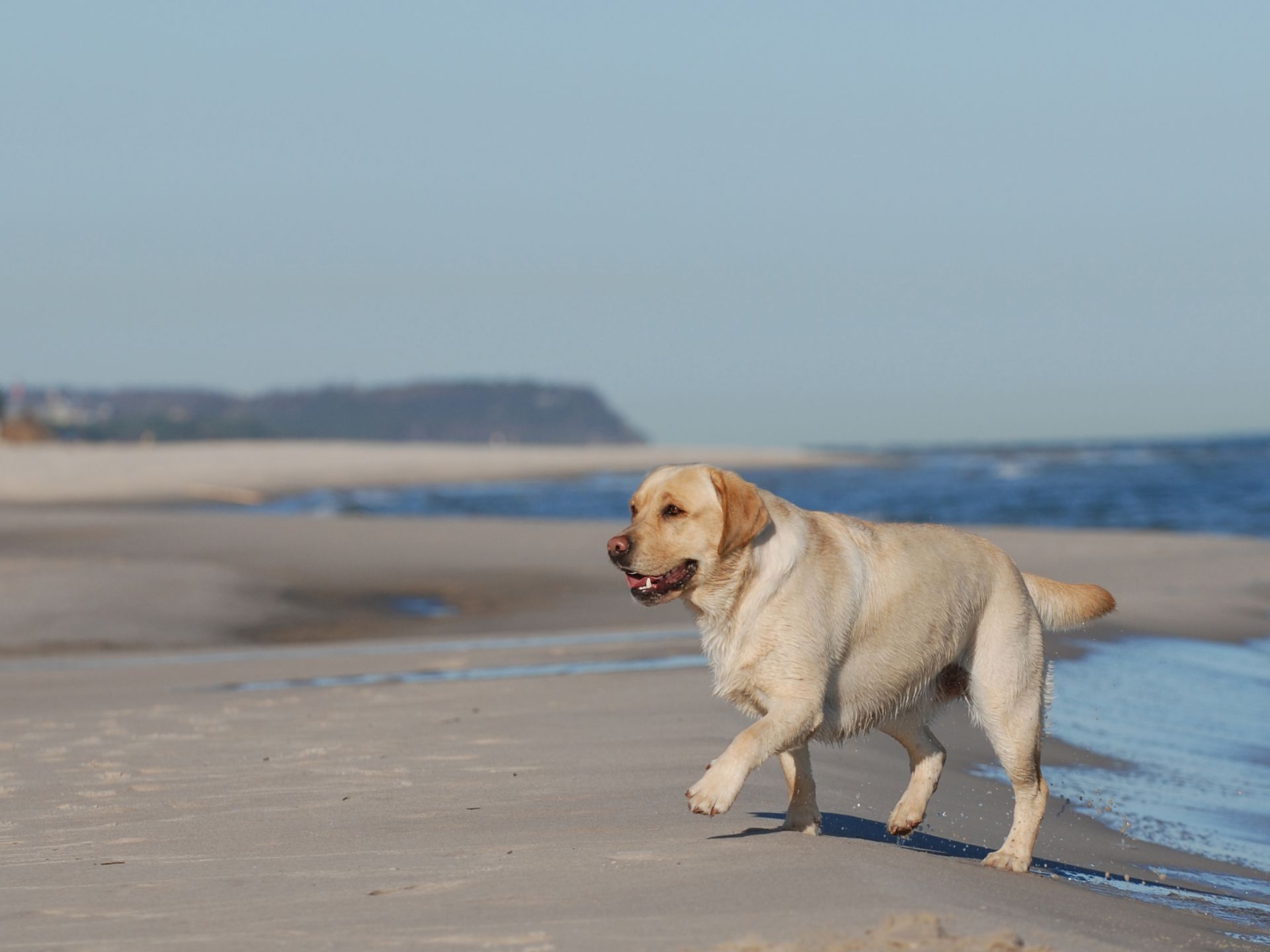 Atlantic Highlands Animal Hospital