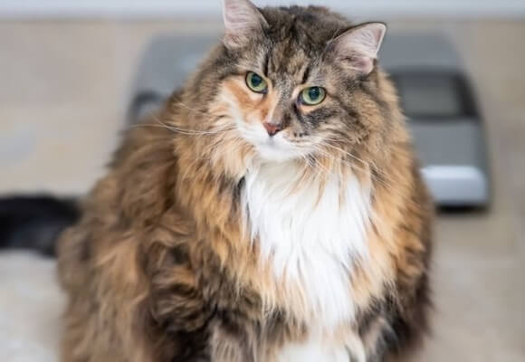 5 Top Tips to Help Your Cat Lose Weight: The Purr-fect Guide to Feline Fitness