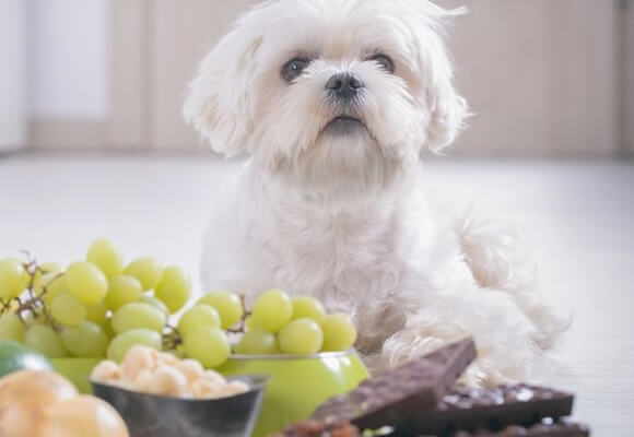 9 Human Foods That Are Toxic to Pets (And Their Healthy Alternatives!)