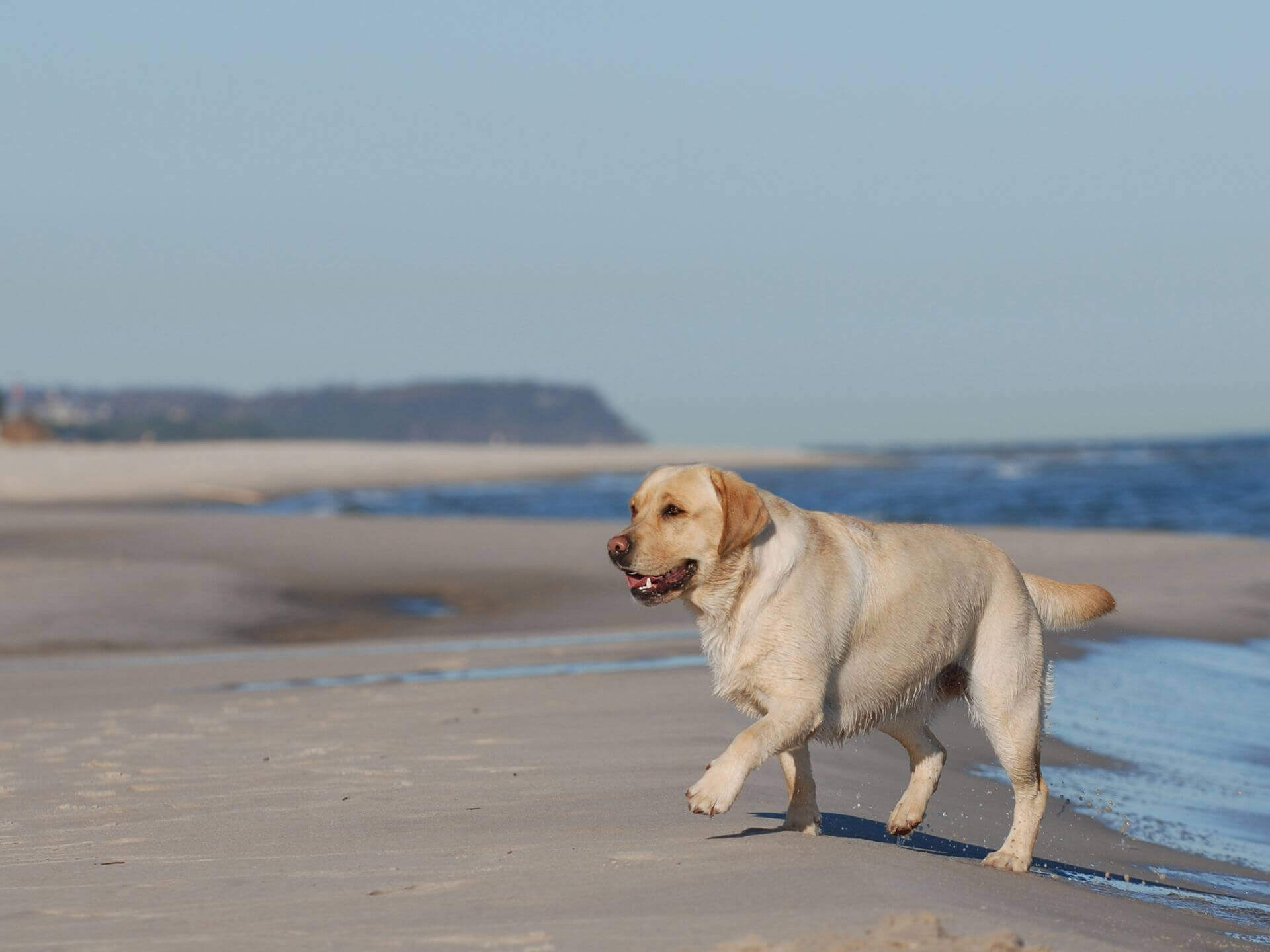 pet clinic in Atlantic Highlands NJ