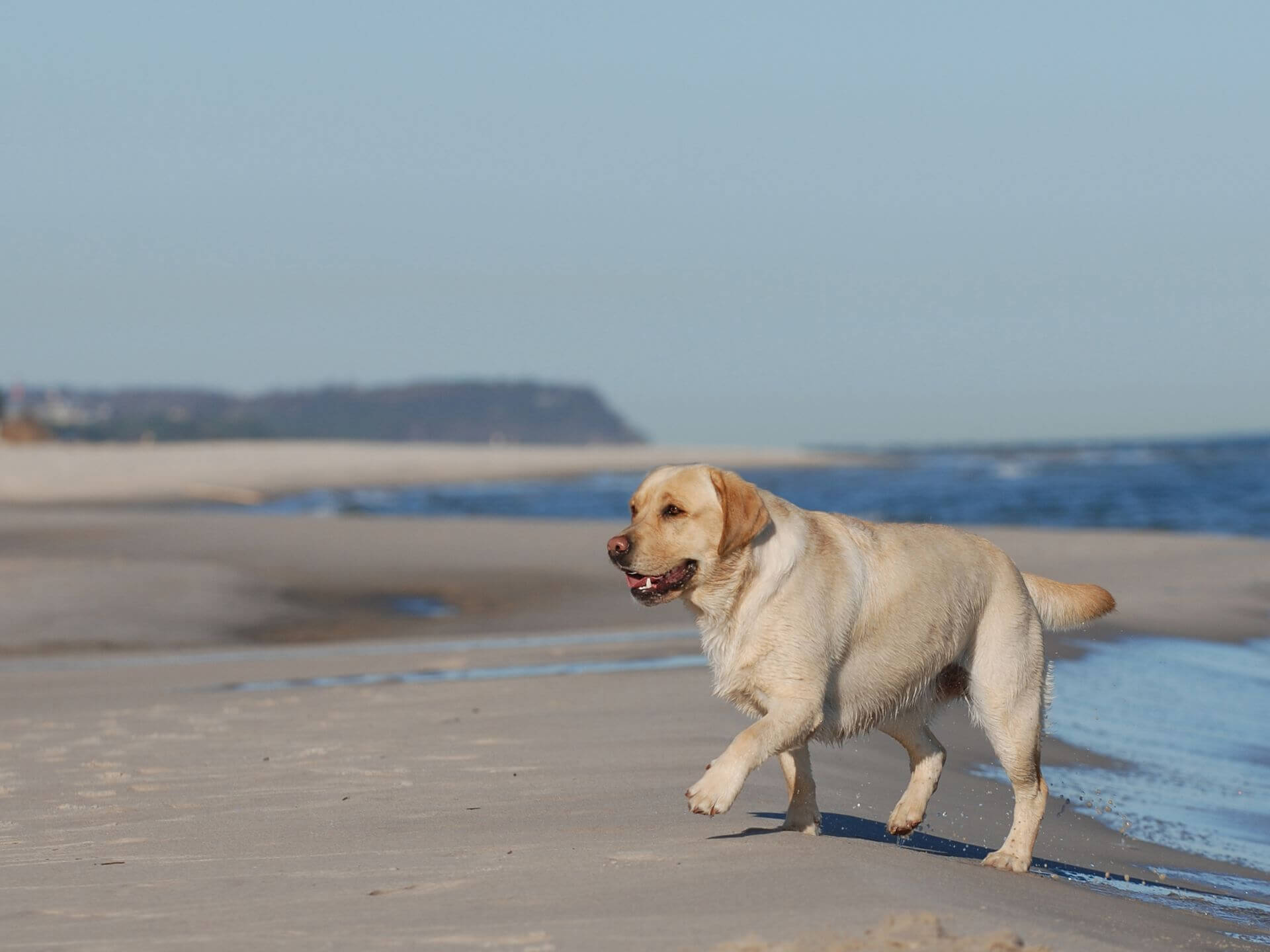 pet clinic in Atlantic Highlands NJ