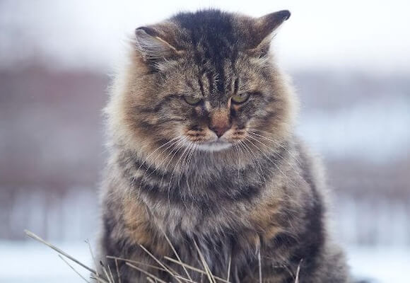 Pet Mental Health: Recognizing Signs of Anxiety and Depression in Pets
