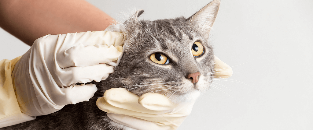 cat ear infections