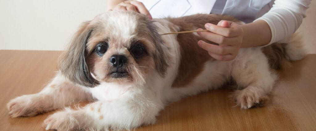 when to take your dog to the vet for an ear infection