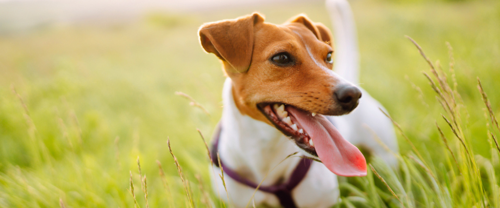 Happy active dog, jack russell playing in the park.