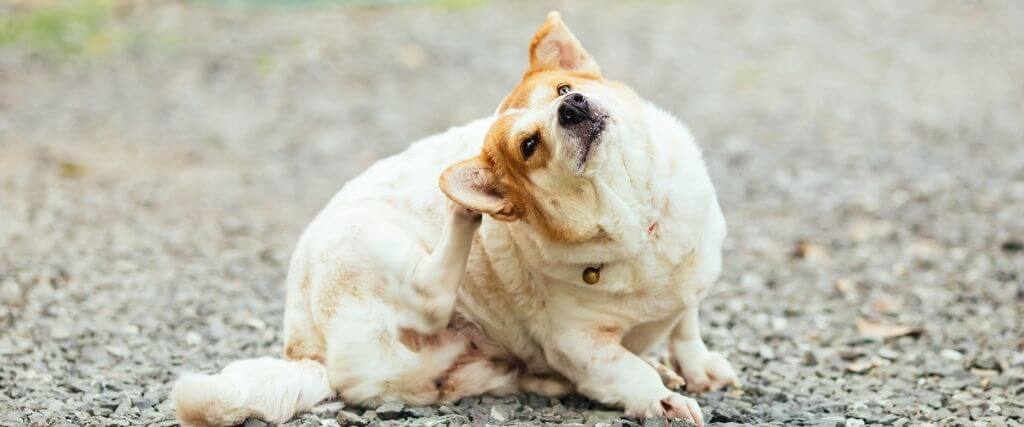 itchy dog causes and cures
