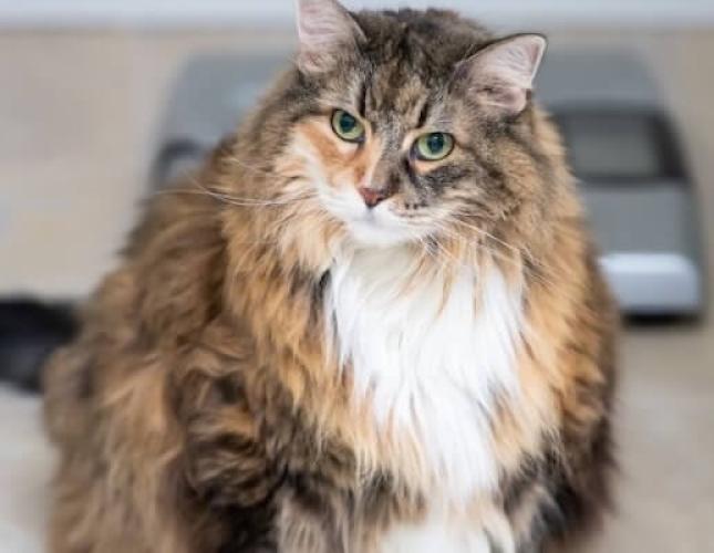 5 Top Tips to Help Your Cat Lose Weight: The Purr-fect Guide to Feline Fitness