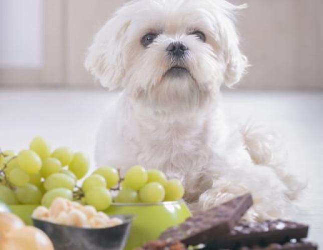 9 Human Foods That Are Toxic to Pets (And Their Healthy Alternatives!)