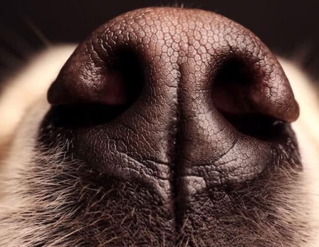 The Power of Sniffing, Searching, and Games: Why Your Dog Deserves a Sniffari Adventure!