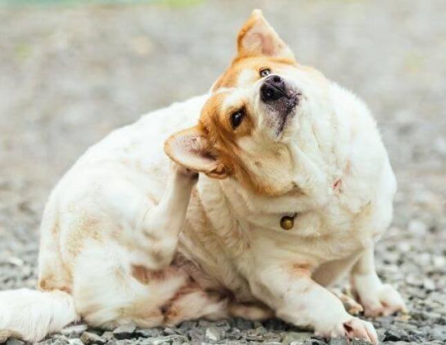 Itchy Dog Keeping You Up? Give Yourself and Your Canine Companion Some Relief