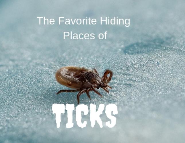 The Favorite Hiding Places of Ticks