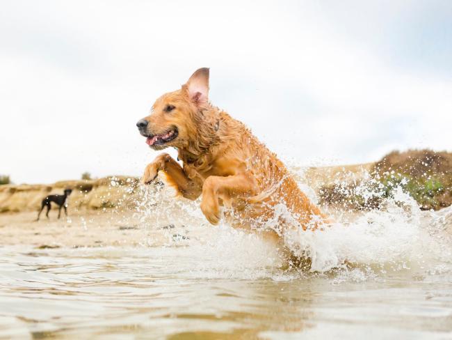 Dog Wellness