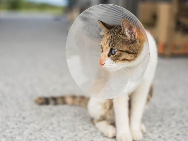 Cat Surgery in Atlantic Highlands