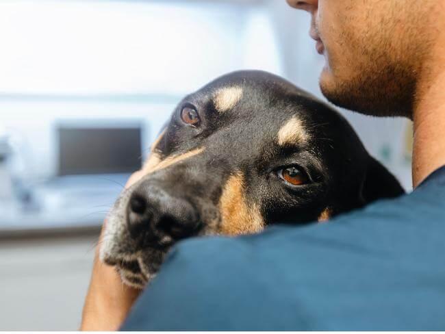 Sick Pet Veterinarian in Atlantic Highlands