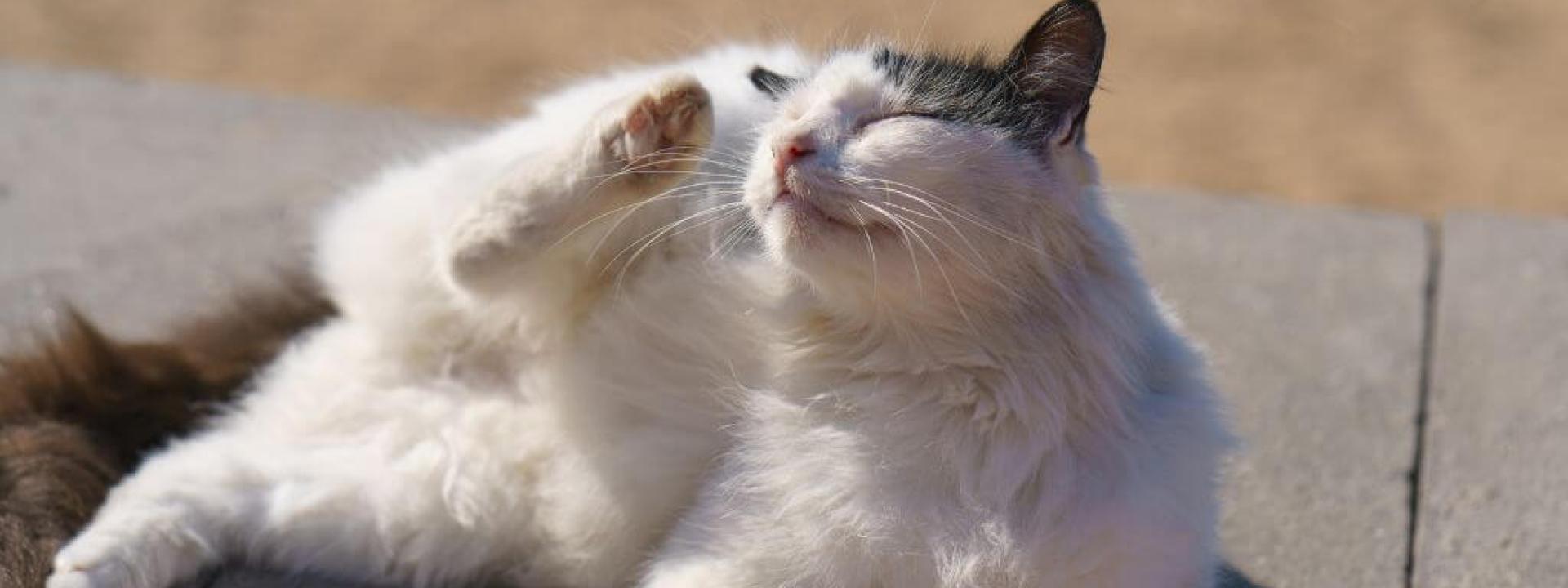 Cat with fleas scratching its head with it's foot